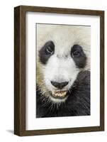 Giant Panda, Chengdu, China-Paul Souders-Framed Photographic Print