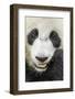 Giant Panda, Chengdu, China-Paul Souders-Framed Photographic Print