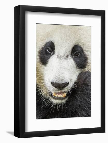 Giant Panda, Chengdu, China-Paul Souders-Framed Photographic Print