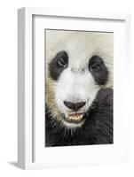 Giant Panda, Chengdu, China-Paul Souders-Framed Photographic Print