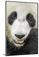 Giant Panda, Chengdu, China-Paul Souders-Mounted Photographic Print