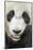 Giant Panda, Chengdu, China-Paul Souders-Mounted Photographic Print