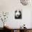 Giant Panda, Chengdu, China-Paul Souders-Photographic Print displayed on a wall