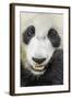 Giant Panda, Chengdu, China-Paul Souders-Framed Photographic Print