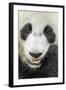 Giant Panda, Chengdu, China-Paul Souders-Framed Photographic Print