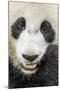 Giant Panda, Chengdu, China-Paul Souders-Mounted Photographic Print