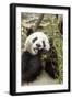 Giant Panda, Chengdu, China-Paul Souders-Framed Photographic Print