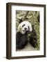 Giant Panda, Chengdu, China-Paul Souders-Framed Photographic Print