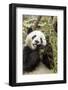 Giant Panda, Chengdu, China-Paul Souders-Framed Photographic Print