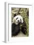 Giant Panda, Chengdu, China-Paul Souders-Framed Photographic Print