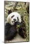 Giant Panda, Chengdu, China-Paul Souders-Mounted Photographic Print