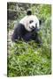 Giant Panda, Chengdu, China-Paul Souders-Stretched Canvas