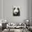 Giant Panda, Chengdu, China-Paul Souders-Stretched Canvas displayed on a wall