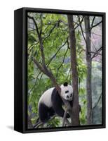 Giant Panda Climbing in a Tree Bifengxia Giant Panda Breeding and Conservation Center, China-Eric Baccega-Framed Stretched Canvas