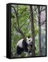 Giant Panda Climbing in a Tree Bifengxia Giant Panda Breeding and Conservation Center, China-Eric Baccega-Framed Stretched Canvas
