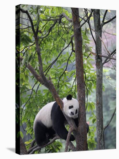 Giant Panda Climbing in a Tree Bifengxia Giant Panda Breeding and Conservation Center, China-Eric Baccega-Stretched Canvas