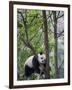 Giant Panda Climbing in a Tree Bifengxia Giant Panda Breeding and Conservation Center, China-Eric Baccega-Framed Premium Photographic Print