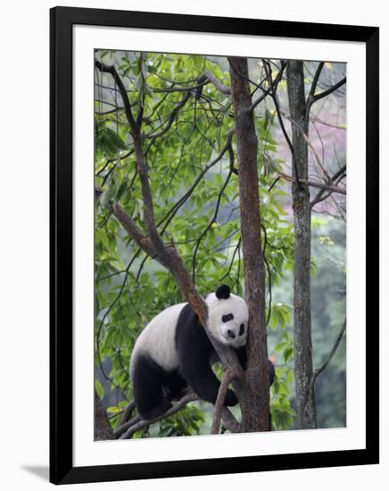 Giant Panda Climbing in a Tree Bifengxia Giant Panda Breeding and Conservation Center, China-Eric Baccega-Framed Premium Photographic Print