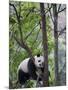 Giant Panda Climbing in a Tree Bifengxia Giant Panda Breeding and Conservation Center, China-Eric Baccega-Mounted Premium Photographic Print
