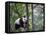 Giant Panda Climbing in a Tree Bifengxia Giant Panda Breeding and Conservation Center, China-Eric Baccega-Framed Stretched Canvas