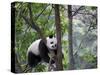 Giant Panda Climbing in a Tree Bifengxia Giant Panda Breeding and Conservation Center, China-Eric Baccega-Stretched Canvas