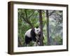 Giant Panda Climbing in a Tree Bifengxia Giant Panda Breeding and Conservation Center, China-Eric Baccega-Framed Premium Photographic Print