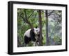 Giant Panda Climbing in a Tree Bifengxia Giant Panda Breeding and Conservation Center, China-Eric Baccega-Framed Premium Photographic Print