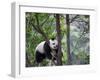 Giant Panda Climbing in a Tree Bifengxia Giant Panda Breeding and Conservation Center, China-Eric Baccega-Framed Premium Photographic Print