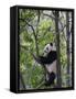 Giant Panda Climbing in a Tree Bifengxia Giant Panda Breeding and Conservation Center, China-Eric Baccega-Framed Stretched Canvas