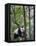 Giant Panda Climbing in a Tree Bifengxia Giant Panda Breeding and Conservation Center, China-Eric Baccega-Framed Stretched Canvas