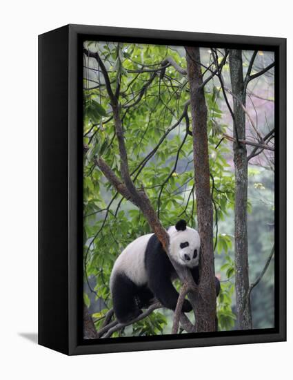 Giant Panda Climbing in a Tree Bifengxia Giant Panda Breeding and Conservation Center, China-Eric Baccega-Framed Stretched Canvas