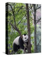Giant Panda Climbing in a Tree Bifengxia Giant Panda Breeding and Conservation Center, China-Eric Baccega-Stretched Canvas
