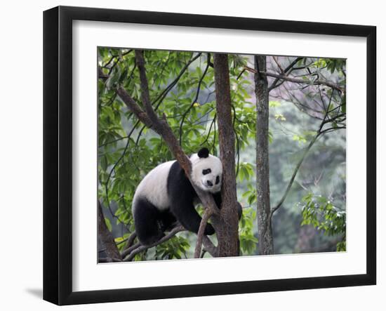 Giant Panda Climbing in a Tree Bifengxia Giant Panda Breeding and Conservation Center, China-Eric Baccega-Framed Photographic Print