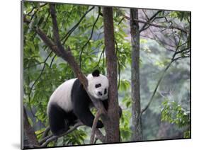 Giant Panda Climbing in a Tree Bifengxia Giant Panda Breeding and Conservation Center, China-Eric Baccega-Mounted Photographic Print