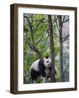 Giant Panda Climbing in a Tree Bifengxia Giant Panda Breeding and Conservation Center, China-Eric Baccega-Framed Photographic Print