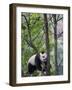 Giant Panda Climbing in a Tree Bifengxia Giant Panda Breeding and Conservation Center, China-Eric Baccega-Framed Photographic Print