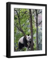 Giant Panda Climbing in a Tree Bifengxia Giant Panda Breeding and Conservation Center, China-Eric Baccega-Framed Photographic Print