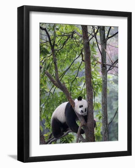 Giant Panda Climbing in a Tree Bifengxia Giant Panda Breeding and Conservation Center, China-Eric Baccega-Framed Photographic Print