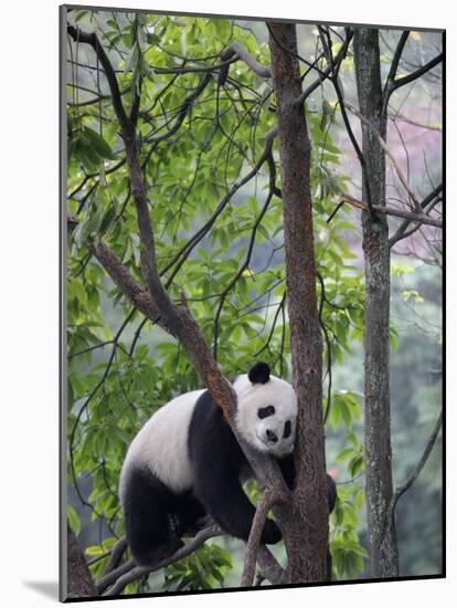 Giant Panda Climbing in a Tree Bifengxia Giant Panda Breeding and Conservation Center, China-Eric Baccega-Mounted Photographic Print