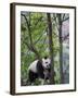 Giant Panda Climbing in a Tree Bifengxia Giant Panda Breeding and Conservation Center, China-Eric Baccega-Framed Photographic Print