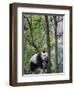 Giant Panda Climbing in a Tree Bifengxia Giant Panda Breeding and Conservation Center, China-Eric Baccega-Framed Photographic Print