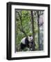 Giant Panda Climbing in a Tree Bifengxia Giant Panda Breeding and Conservation Center, China-Eric Baccega-Framed Photographic Print