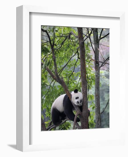 Giant Panda Climbing in a Tree Bifengxia Giant Panda Breeding and Conservation Center, China-Eric Baccega-Framed Photographic Print