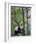 Giant Panda Climbing in a Tree Bifengxia Giant Panda Breeding and Conservation Center, China-Eric Baccega-Framed Photographic Print