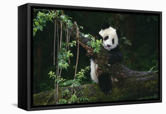 Giant Panda Climbing Tree-DLILLC-Framed Stretched Canvas