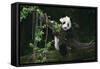 Giant Panda Climbing Tree-DLILLC-Framed Stretched Canvas