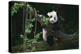 Giant Panda Climbing Tree-DLILLC-Stretched Canvas