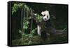 Giant Panda Climbing Tree-DLILLC-Framed Stretched Canvas