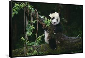 Giant Panda Climbing Tree-DLILLC-Framed Stretched Canvas