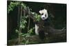 Giant Panda Climbing Tree-DLILLC-Stretched Canvas